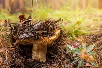 Close-up of mushroom growing on field