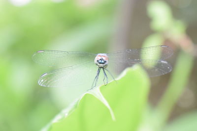 Close-up of dragonfly on leaf