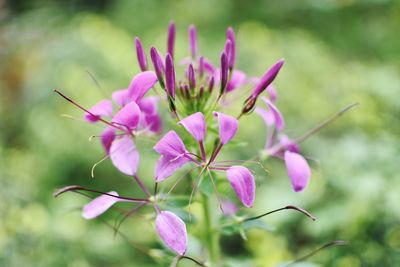 Close-up of pink flowers