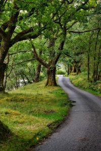 Road amidst trees