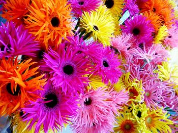 Close-up of yellow flower