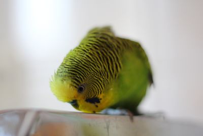 Close-up of parrot perching on leaf