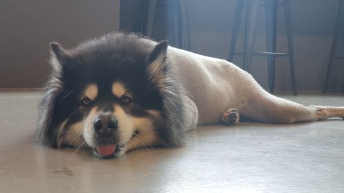 Close-up of dog resting on floor at home