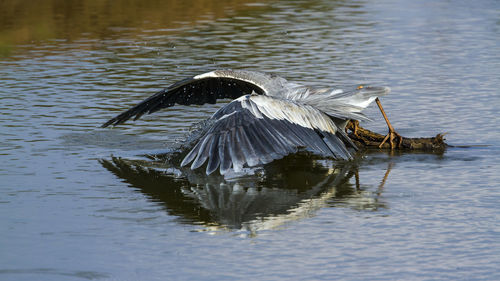 Bird flying over lake