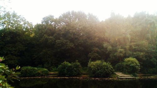 Trees in forest against sky