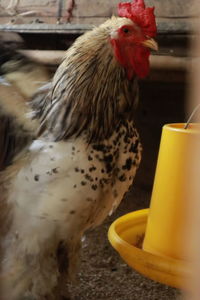 Close-up of a bird