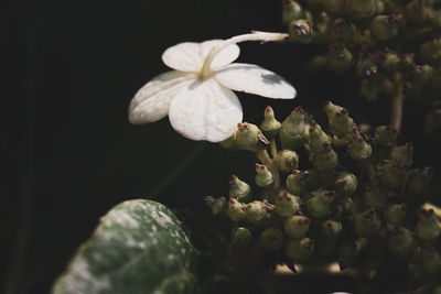 Close-up of white flowering plant