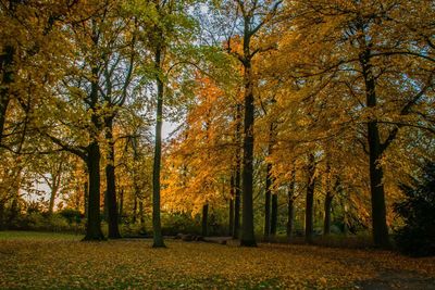 Trees in forest during autumn