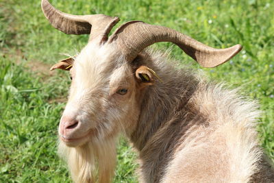 Close-up of a horse on field