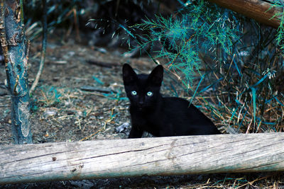 Portrait of black cat sitting on wood