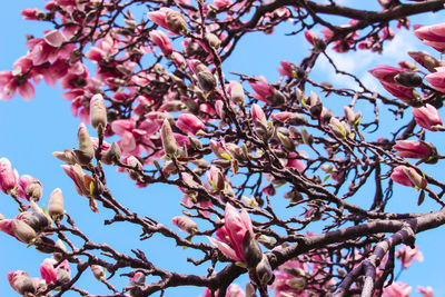 Low angle view of pink flowers blooming on tree