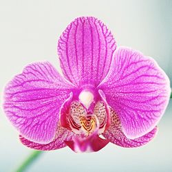 Close-up of purple flowers