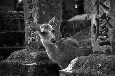 Portrait of lion in zoo