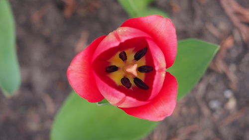 Close-up of red tulip