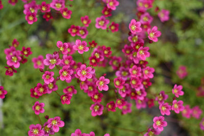 Pink saxifrage flowers bloom in the garden in spring