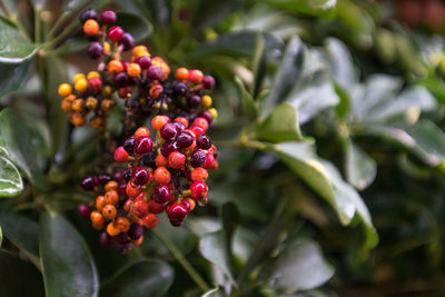 Close-up of berries growing on tree