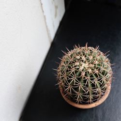 High angle view of cactus in pot