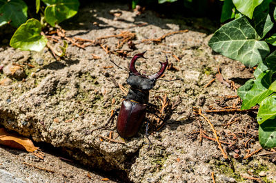 Close-up of insect on rock