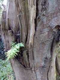 Close-up of tree trunk