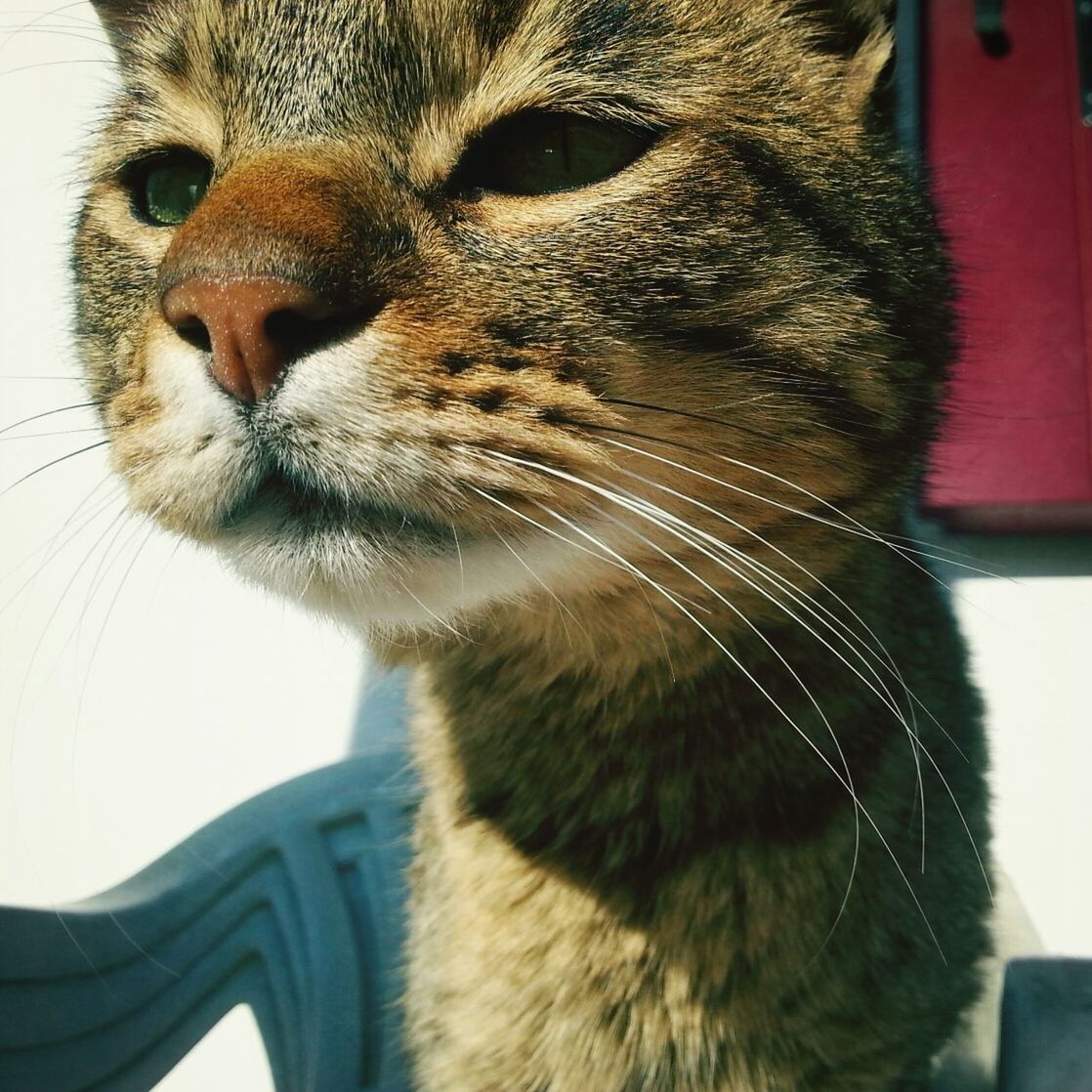 animal themes, one animal, mammal, domestic animals, pets, animal head, close-up, whisker, animal body part, feline, domestic cat, animal eye, cat, portrait, part of, snout, focus on foreground, looking away, vertebrate, indoors