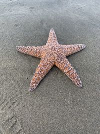High angle view of starfish on beach