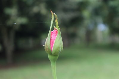 Close-up of pink flower bud growing outdoors