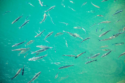 School of fish swimming in sea