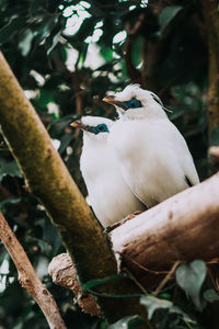 Close-up of bird perching on branch