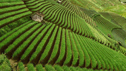 Full frame shot of rice paddy