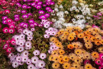 Close-up of flowers