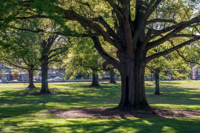 Trees in park