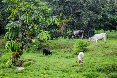 Horses in a farm