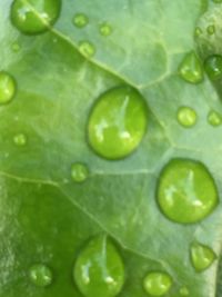Macro shot of water drops on leaf
