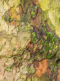 Full frame shot of tree trunk