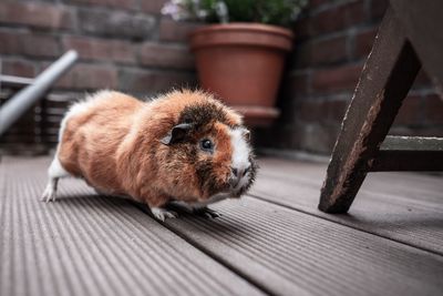 Close-up of an animal