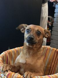 Portrait of dog looking at camera