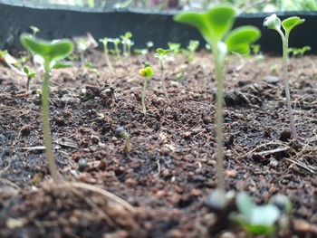 Close-up of plants growing on field