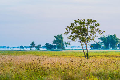 Scenic view of field against sky