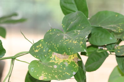 High angle view of leaves on plant