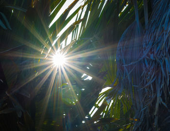 Low angle view of tree against sunlight