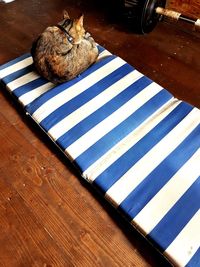 High angle view of dog on table