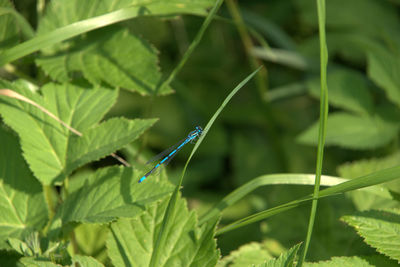 Close-up of damselfly on leaf