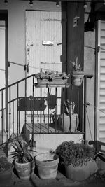 Potted plants on table against building