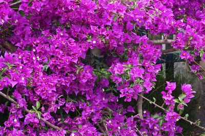 Close-up of pink flowers