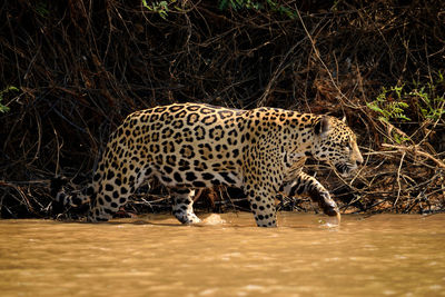 Jaguar female on rio cuiaba riverbank, porto jofre, pantanal, brazil.