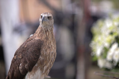 Close-up of a bird