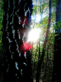 Sun shining through trees