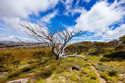 Tree on field against sky