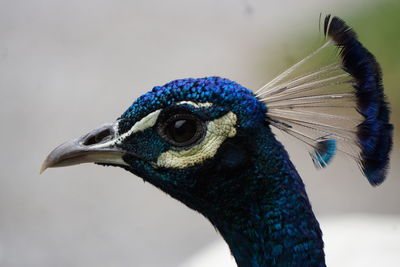 Close-up of peacock