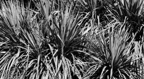 Close-up of grass